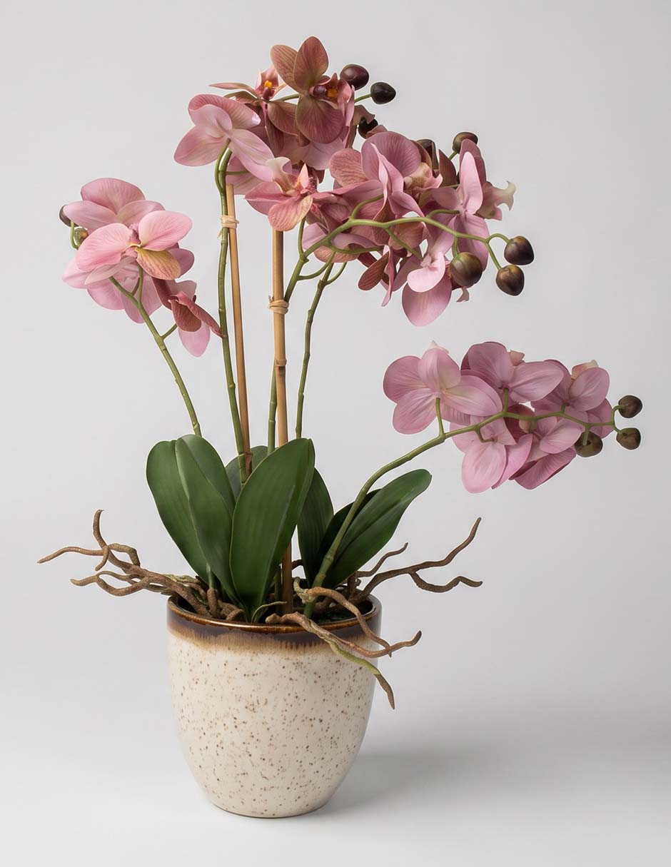 Flor de orquídea haus