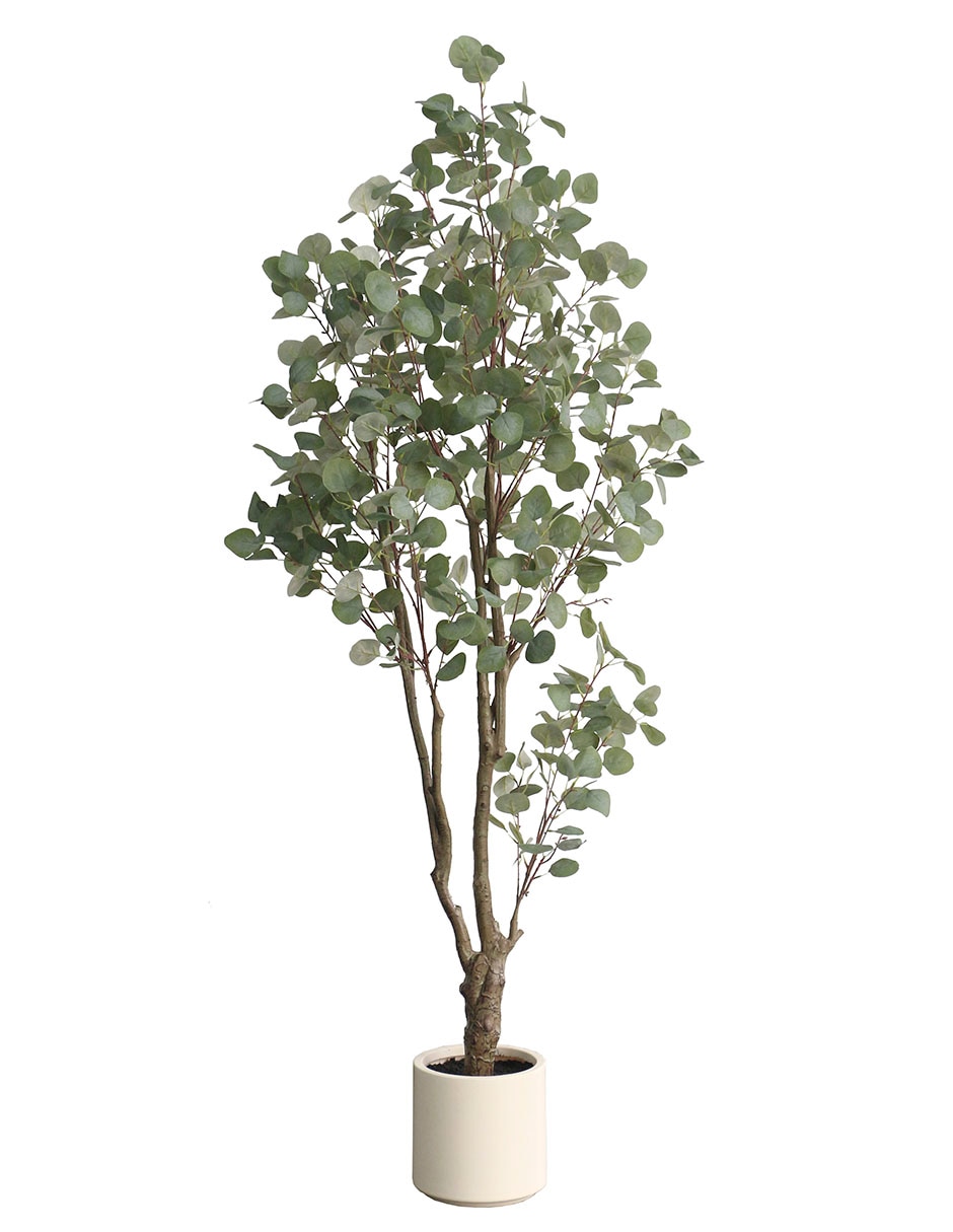 Árbol eucalipto Haus con maceta