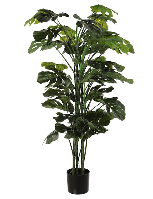 Árbol Haus Monstera