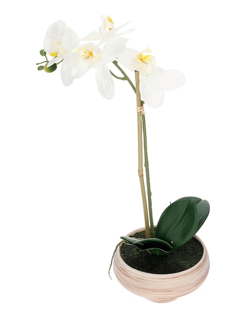 Preelaborado de orquídea Haus