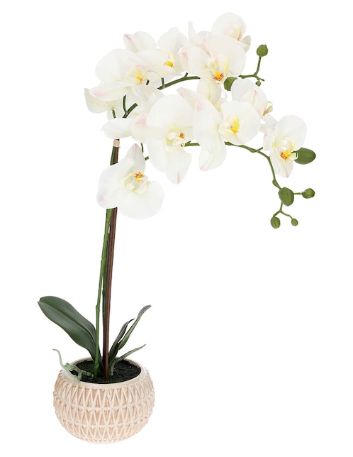 Preelaborado de orquídea Haus