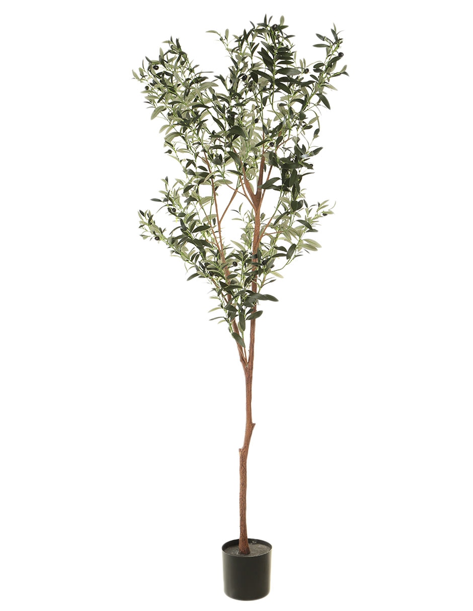 Olivo Haus 180 cm con maceta