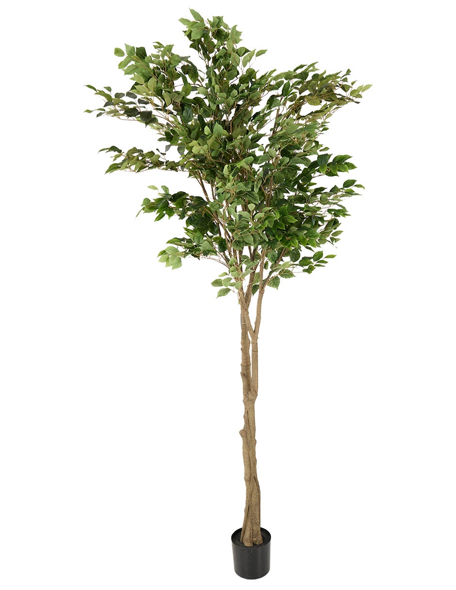 Ficus Haus Ficus 204 cm con maceta