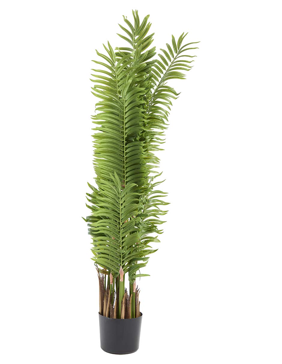 Palmera Haus 120 cm con maceta