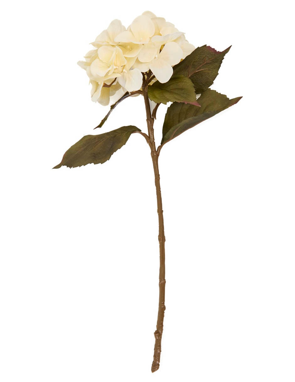 Flor de Hortensia Haus