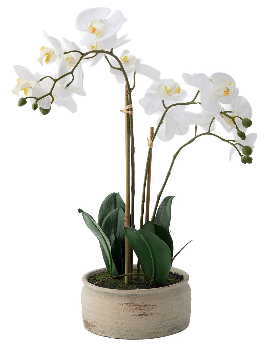 Preelaborado de orquídea Haus