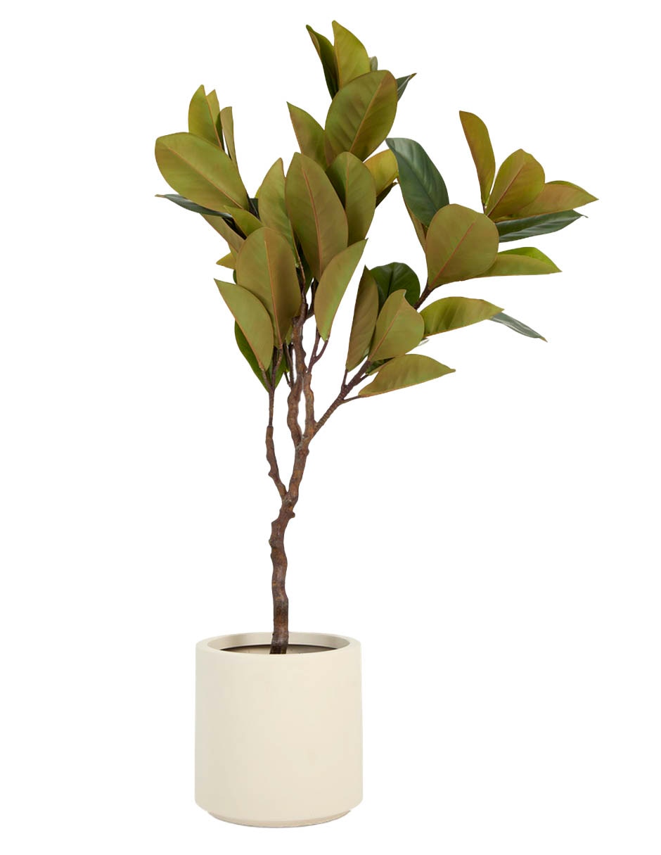 Árbol Ficus Haus 130 cm con maceta