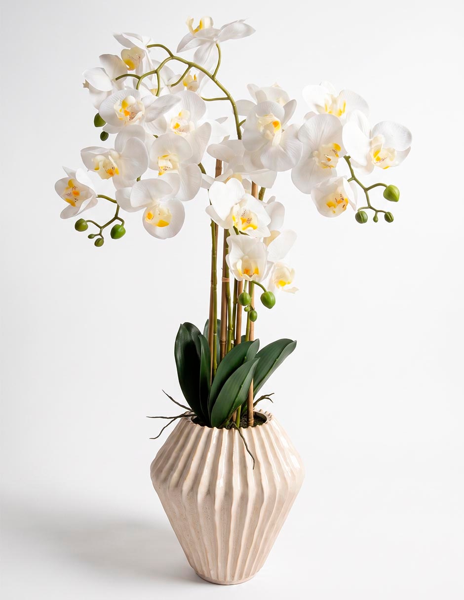 Preelaborado de orquídea haus mp