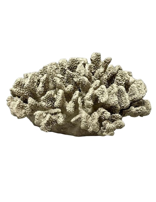 Figura decorativa de coral Haus