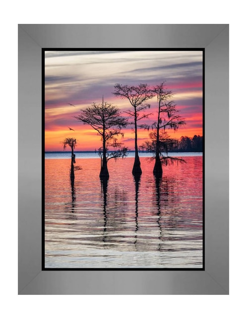 Pintura Cypress Sunrise Ii Técnica Impresión Carré